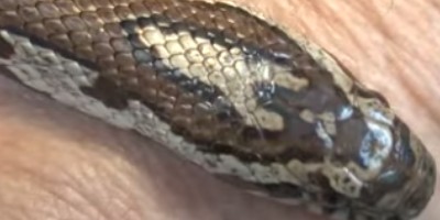 Pittsburgh snake